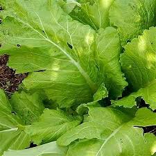 Fresh Florida Broadleaf Mustard Greens Harvest