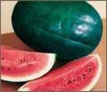 Florida Giant Watermelon Citrullus Fruit Seeds for Planting – Heirloom Non-GMO Garden Seeds