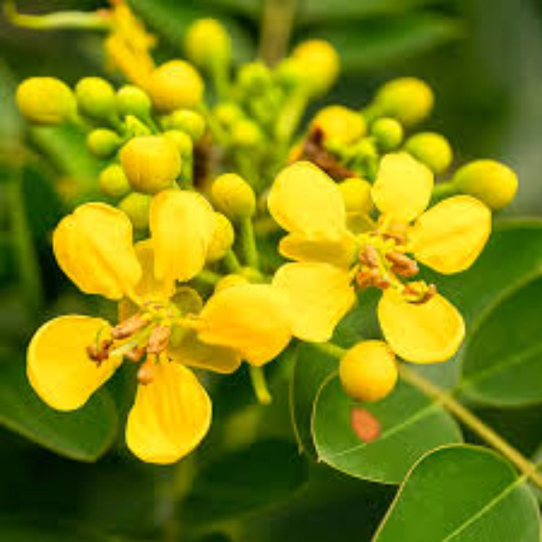 Yellow Cassia flower seeds