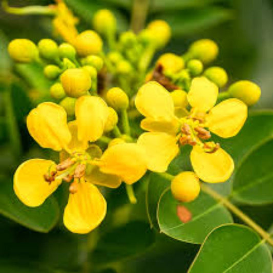 Yellow Cassia flower seeds
