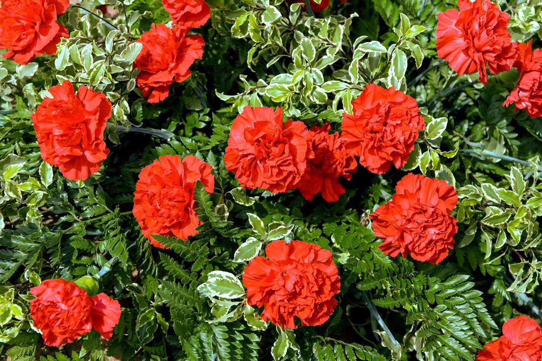 Light Red flower seeds