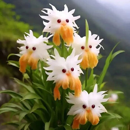 Cat's Eye Dazzle flower seeds for planting, presented as an ornamental flower variety for home gardens and decorative flower beds.