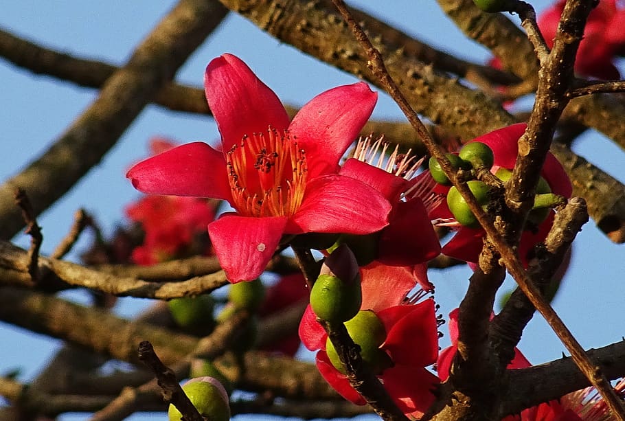 Red Cotton flower seeds