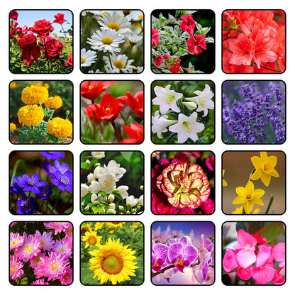 Butterwort plant