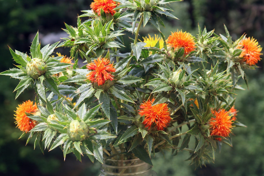 Safflower flower seeds