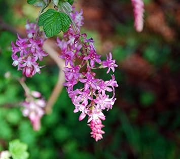Pink Flowering Currant in Spring Garden