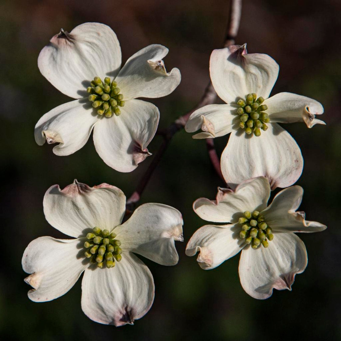 Flowering dogwood seeds for planting, featuring an ornamental tree known for spring blooms and colorful autumn foliage.