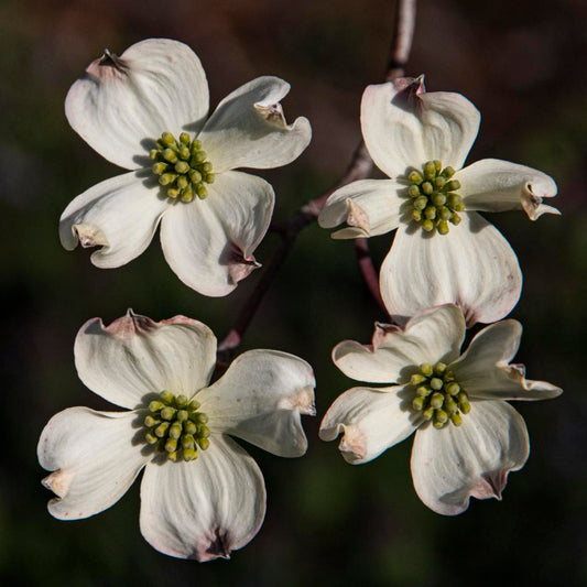 Flowering dogwood seeds for planting, featuring an ornamental tree known for spring blooms and colorful autumn foliage.