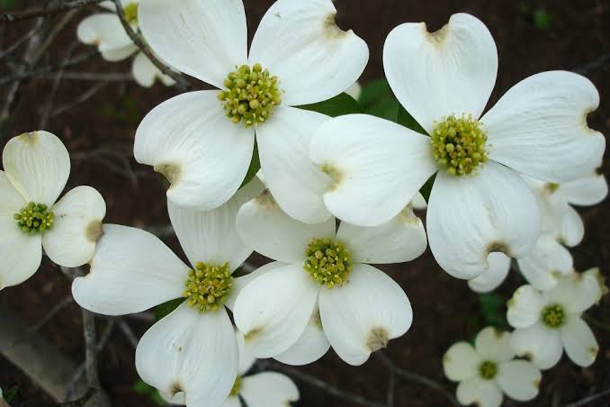 Flowering dogwood seeds for planting, featuring an ornamental tree known for spring blooms and colorful autumn foliage.