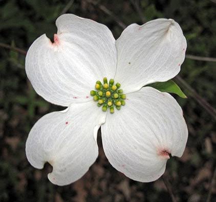 Flowering dogwood seeds for planting, featuring an ornamental tree known for spring blooms and colorful autumn foliage.
