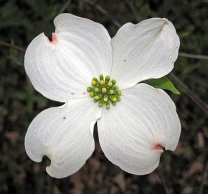 Flowering dogwood seeds for planting, featuring an ornamental tree known for spring blooms and colorful autumn foliage.