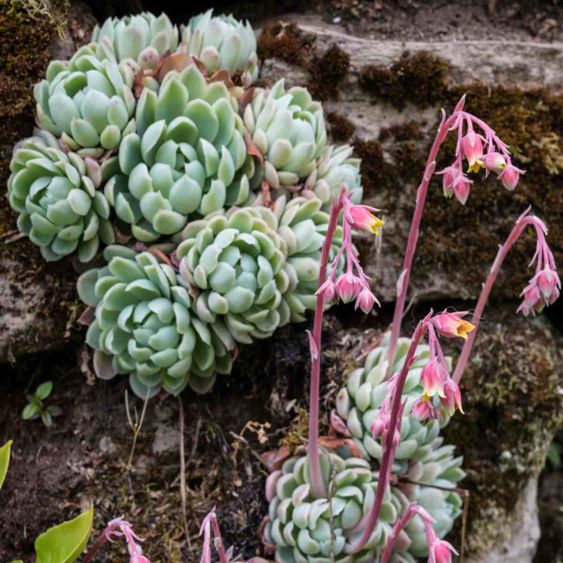 Echeveria flower seeds
