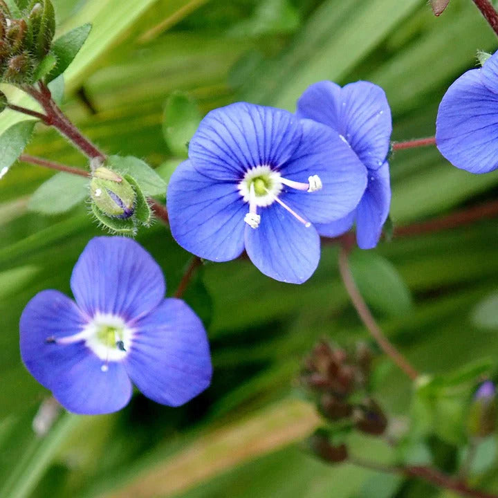 Blue Veronica flower seeds