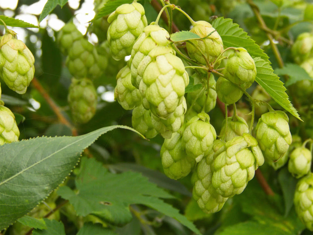 Pale Green flower seeds