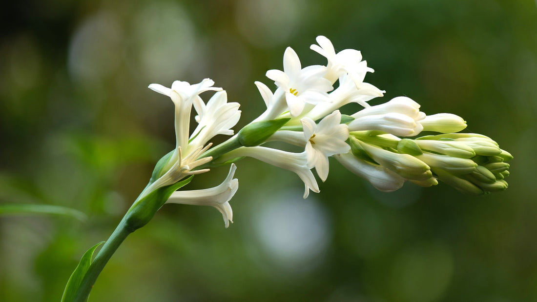 White Night flower seeds