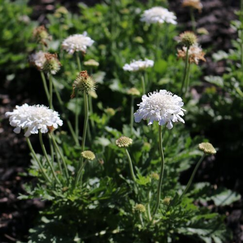 Scabiosa flower seeds