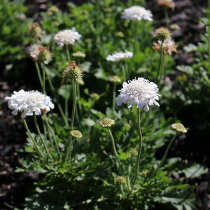 Scabiosa flower seeds
