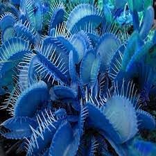 Venus Fly Trap Seeds for Planting – Heirloom Non-GMO Carnivorous Plant Seeds