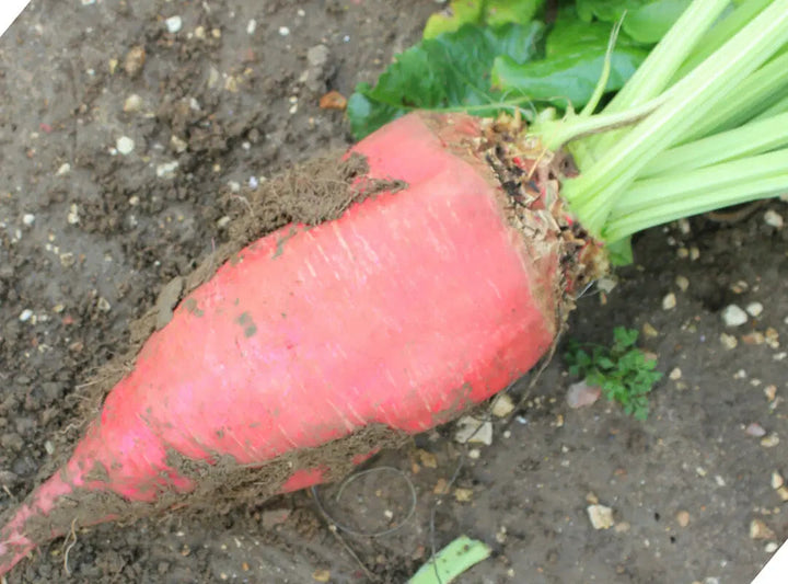 Fodder Beet Seeds