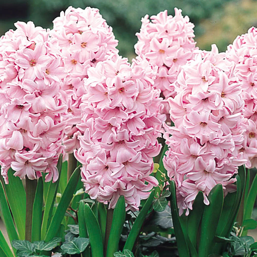 Baby Pink flower seeds