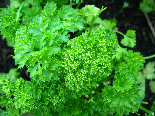 Forest Green Parsley Vegetable Seeds for Planting – Heirloom Non-GMO Garden Seeds