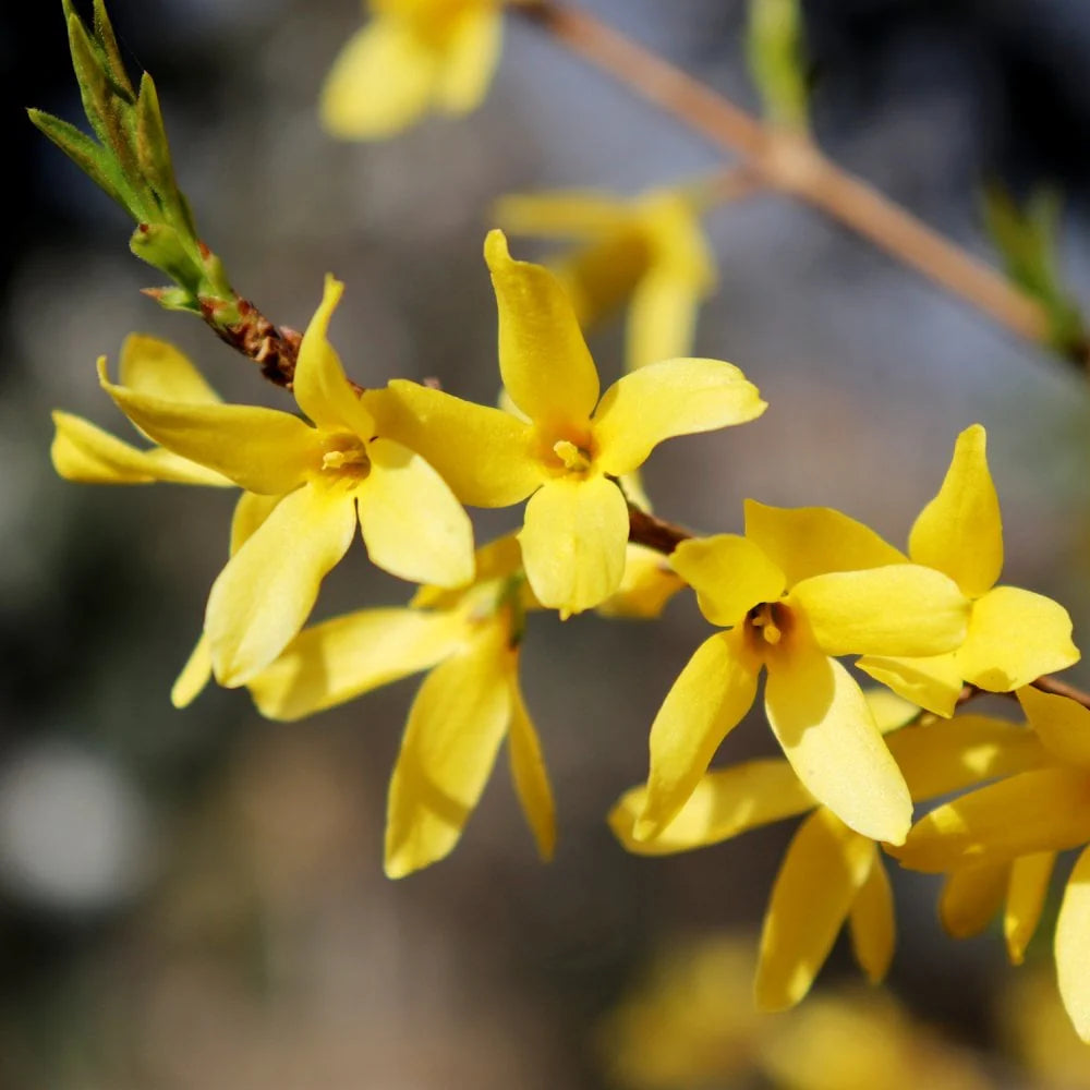 Yellow Forsythia flower seeds