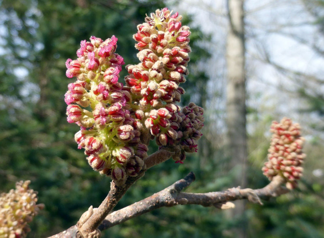Fortunearia Sinensis flower seeds