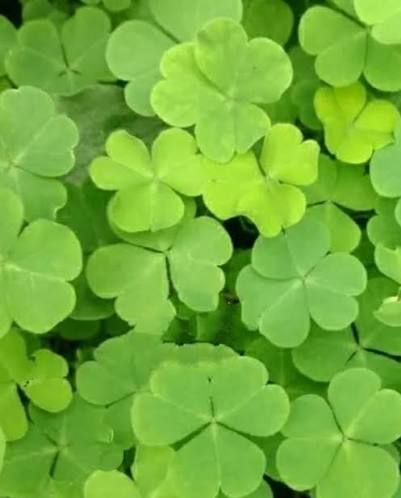 Mini Four Leaf Clover Flower Seeds for Planting
