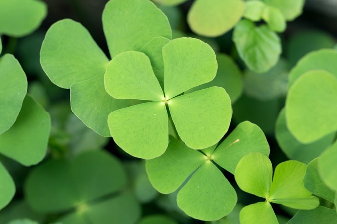 Irish Clover flower seeds