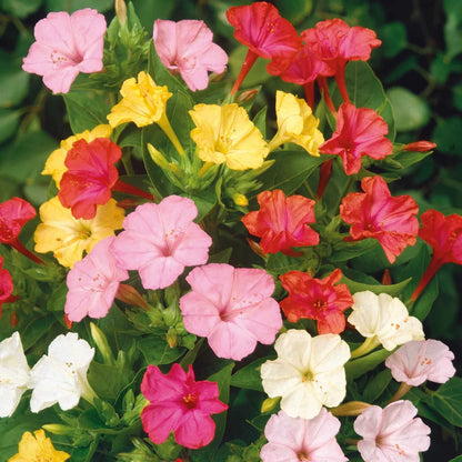 Colorful Four O'Clock plant
