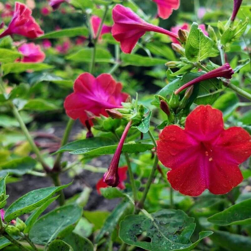 Four O 'Clock plant
