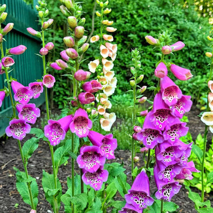 Pink Foxglove plant