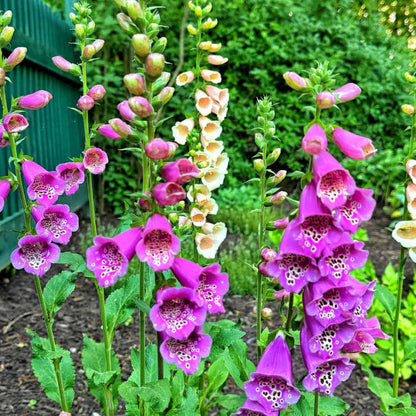 Perennial Foxglove plant