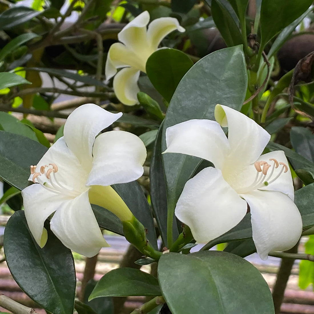 Fagraea flower seeds
