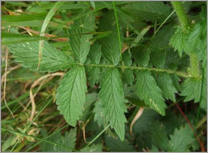 Fragrant agrimony (Agrimonia procera) showing delicate yellow flower spikes, green divided foliage, and an upright perennial growth habit in a natural garden setting.