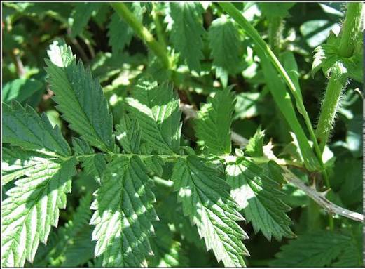 Fragrant agrimony (Agrimonia procera) showing delicate yellow flower spikes, green divided foliage, and an upright perennial growth habit in a natural garden setting.