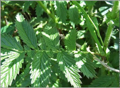 Fragrant agrimony (Agrimonia procera) showing delicate yellow flower spikes, green divided foliage, and an upright perennial growth habit in a natural garden setting.