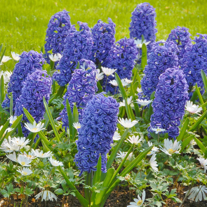 Blue Hyacinth Flowers Blooming in Spring Garden