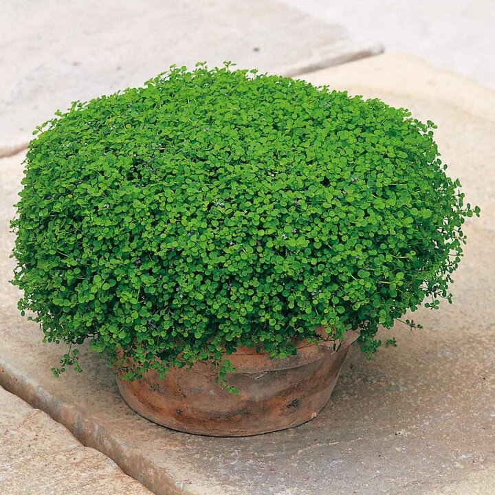 Corsican Mini Mint plants growing as fragrant green ground cover with tiny leaves and delicate purple flowers