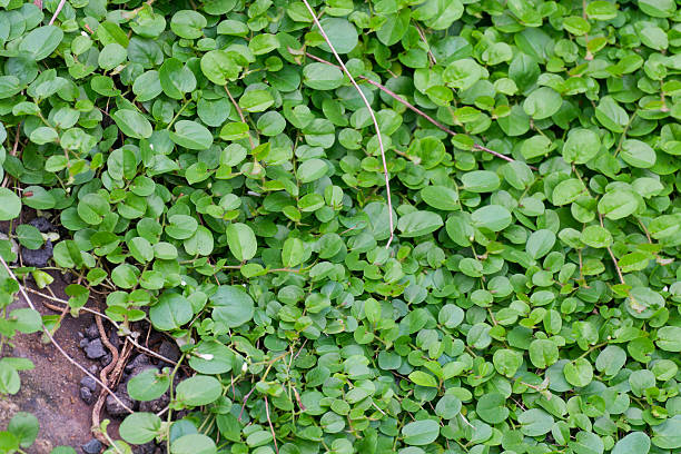 Corsican Mint herb seeds and low-growing fragrant green foliage in a garden setting