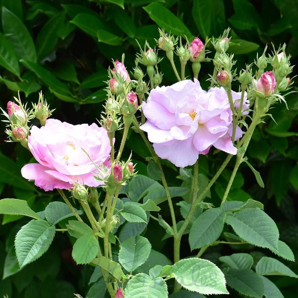 Damask Rose flower seeds