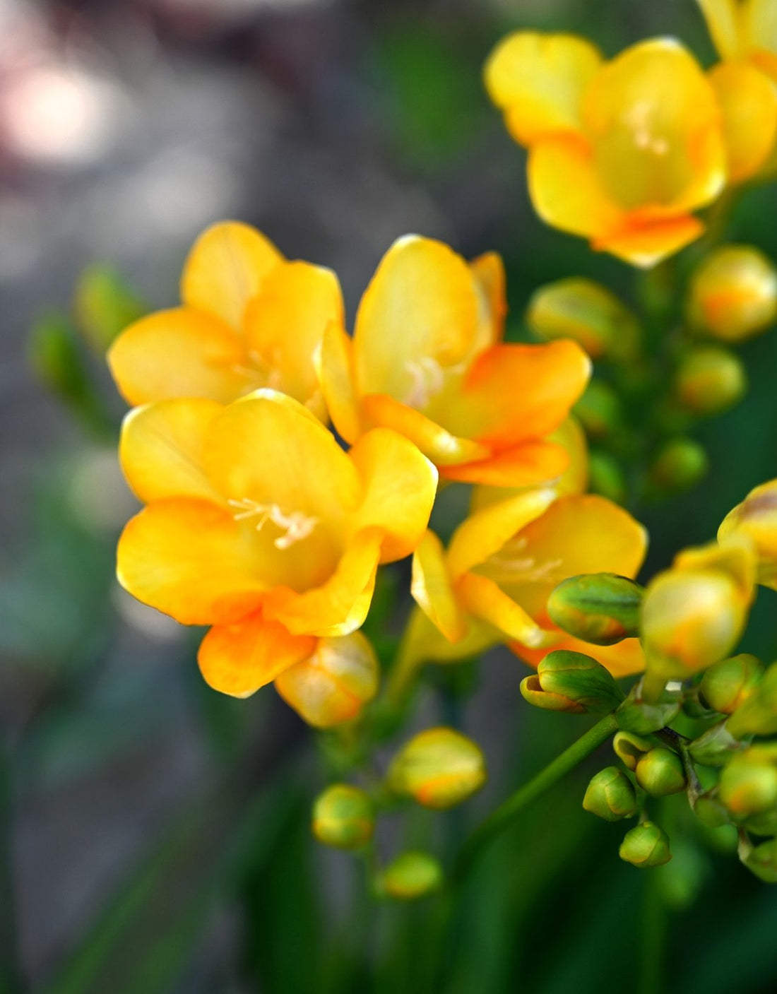 Yellow Fragrant flower seeds