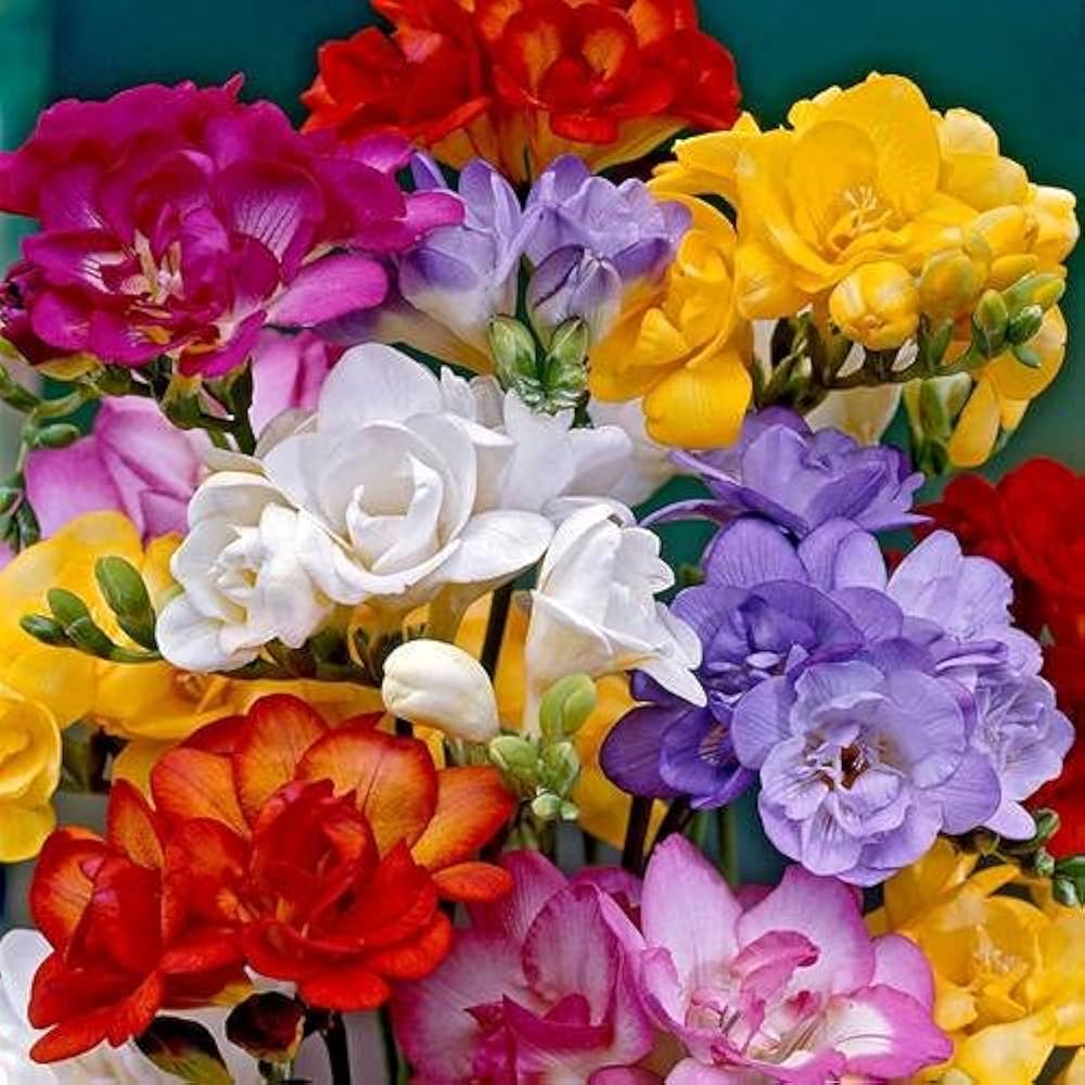 Fragrant Freesia flower seeds
