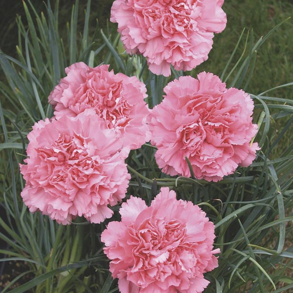 Pink Dianthus flower seeds