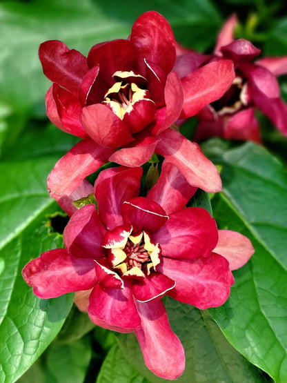 Carolina Allspice Shrub Growing in Cottage Garden