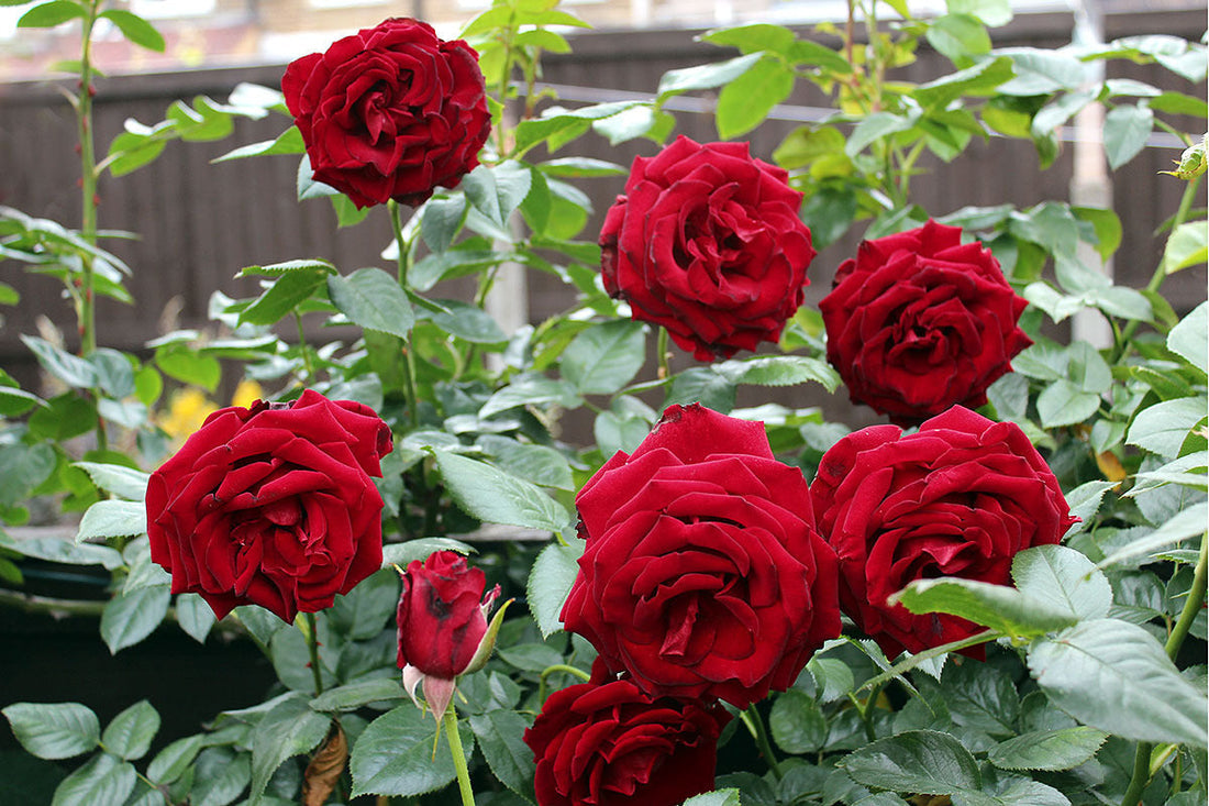 Color Rose flower seeds