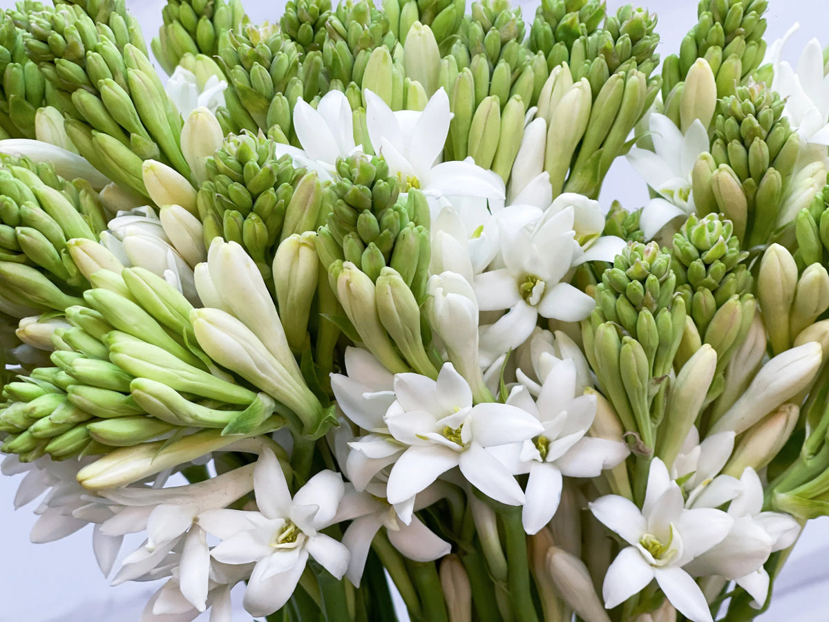 Mexican Single Tuberose Rajnigandha flowering plant with fragrant white blooms, slender green leaves, and elegant flower spikes in a sunny garden.