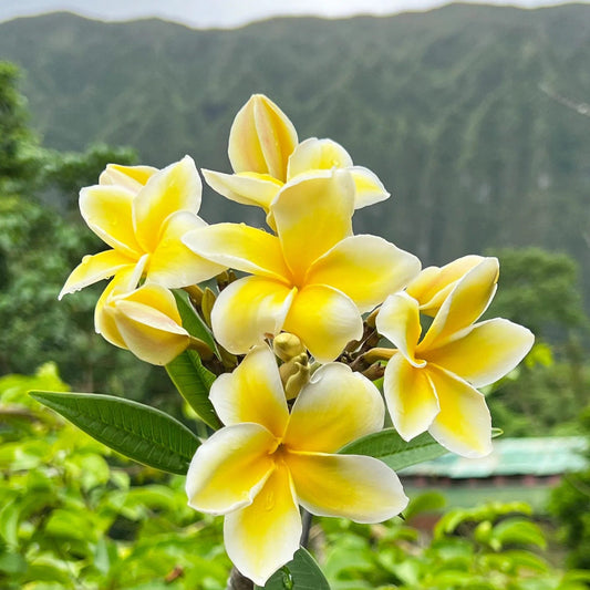 Yellow Frangipani flower seeds