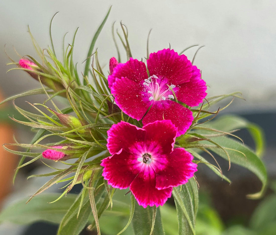 Dianthus flower seeds