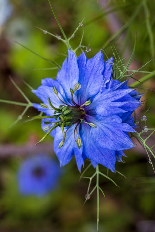 Love-In-A-Mist flower seeds